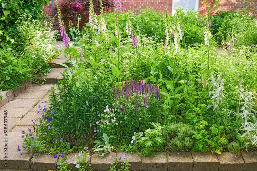 Salvia nemorosa flower growing in a garden in summer. Beautiful flowering plants blooming in a lush 