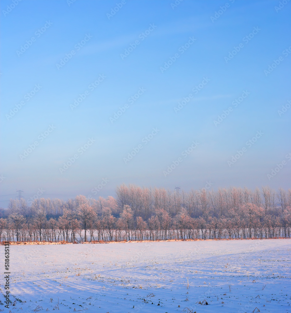 冬日白雪覆盖的景观，柔和的蓝天背景和复制空间。Frost co