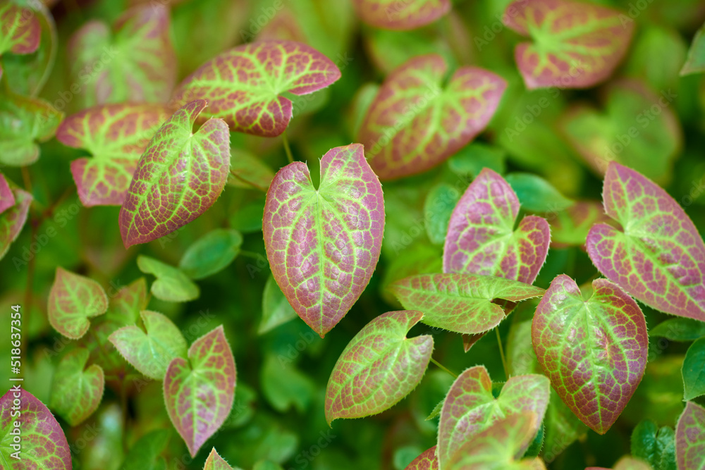 Bright green and red leaves growing in a garden. Closeup of barrenwort, fairy wings or persian epime