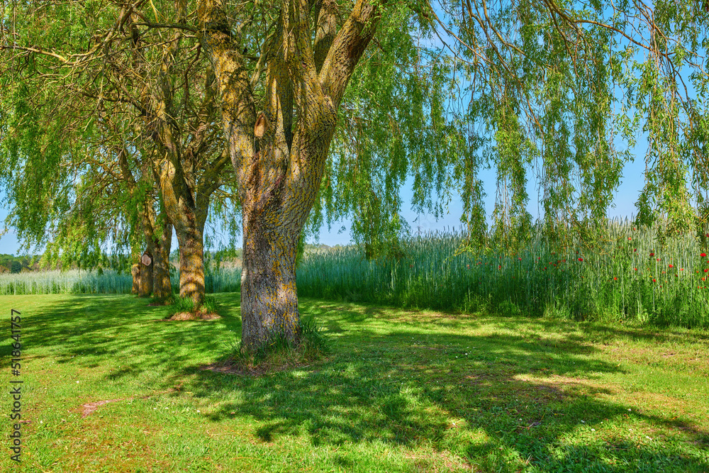 My garden. Green nature view of large trees, flowers, and plants in a park background. Natural culti