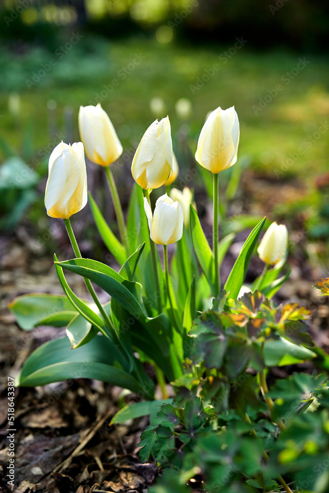 Beautiful white tulip flowers growing outside in a garden with blurred green background for copy spa