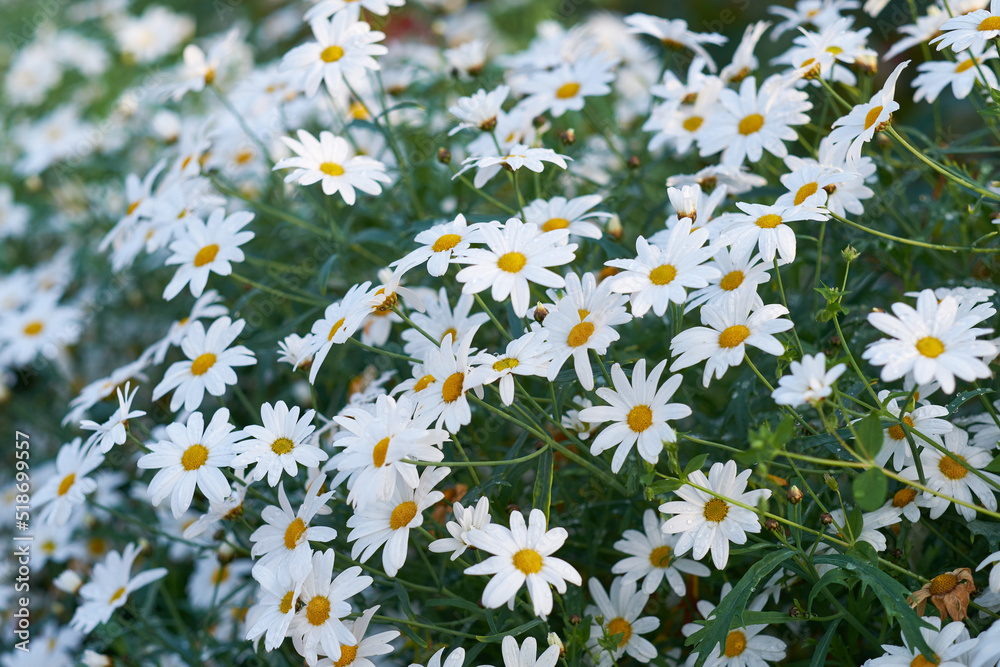 White Margguerite daisy growing in a lush green cultivated garden for medicinal horticulture. Nature