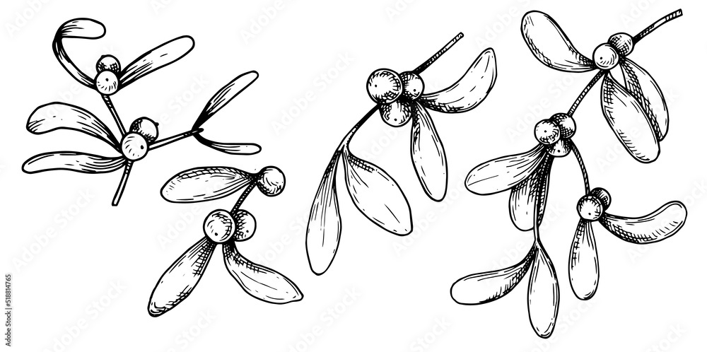 复古风格的绘画，一组槲寄生的树枝和叶子。素描，圣诞装饰，ret