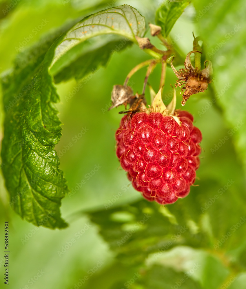 Closeup of raspberry growing on a vine on a farm in summer. Ripe, delicious and healthy fruit ready 