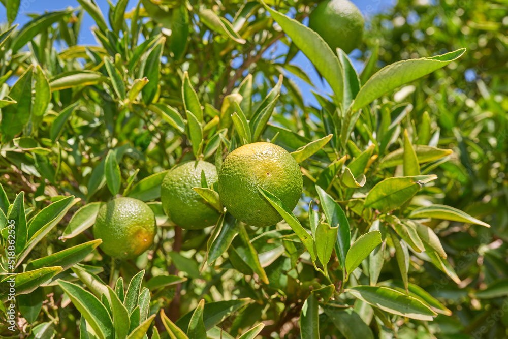 Closeup of green mandarin oranges and citrus growing on lush tree branches on a sustainable orchard 