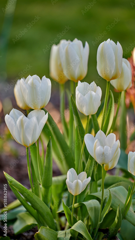 Closeup of white tulips growing, blossoming and flowering in a lush green meadow or cultivated home 