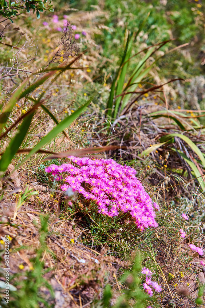 Pink dew plant flowers and wild grass growing on mountain side out in nature on a sunny day. The bea