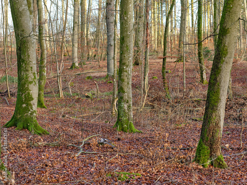 Forest trees in autumn with dry leaves on the ground. Low angle landscape of many tree trunks in a w