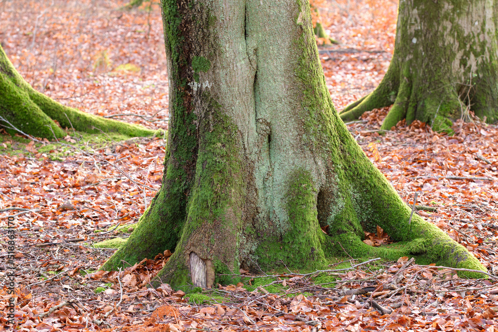 The roots of a tree trunk covered in moss outdoors in a park during autumn. Big and old trees in nat