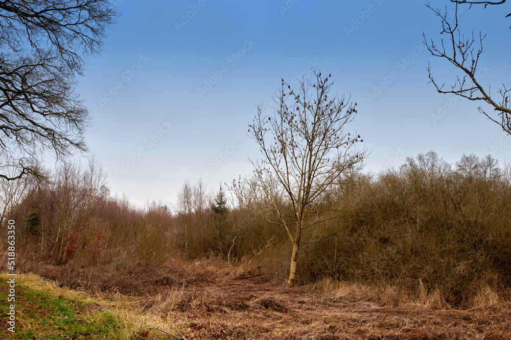 Overgrown mysterious woodland with lush greenery of wild grass field and trees in peaceful nature sc