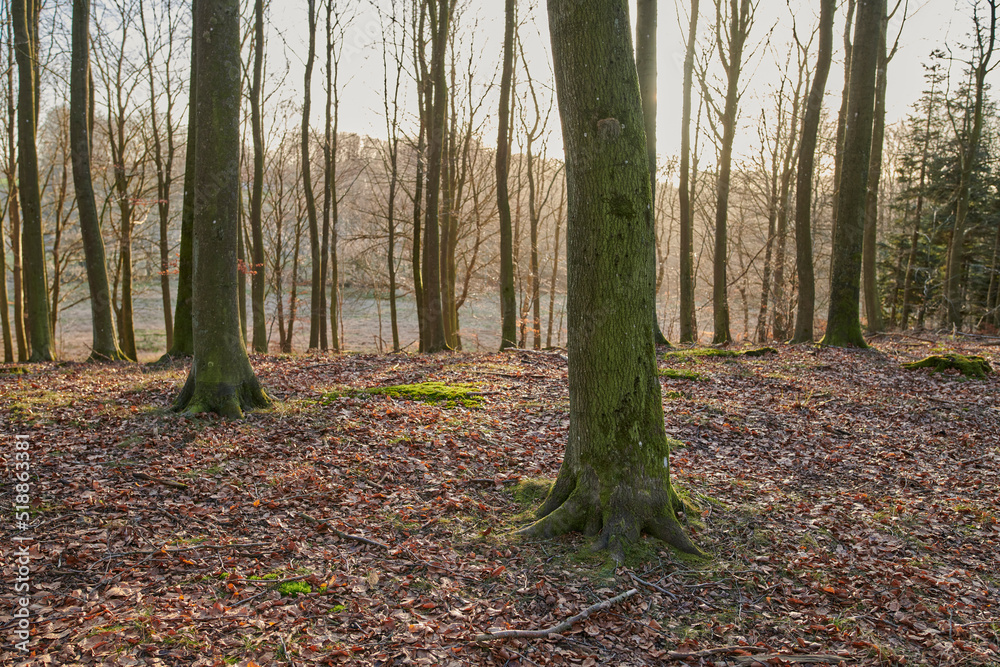 Moss covering beech trees in remote forest, environmental conservation and nature reserve. Woods wit