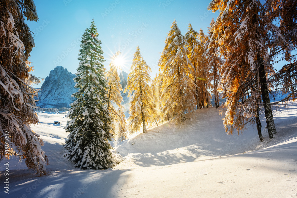 Picturesque landscape with orange larches covered by first snow on meadow Alpe di Siusi, Seiser Alm,