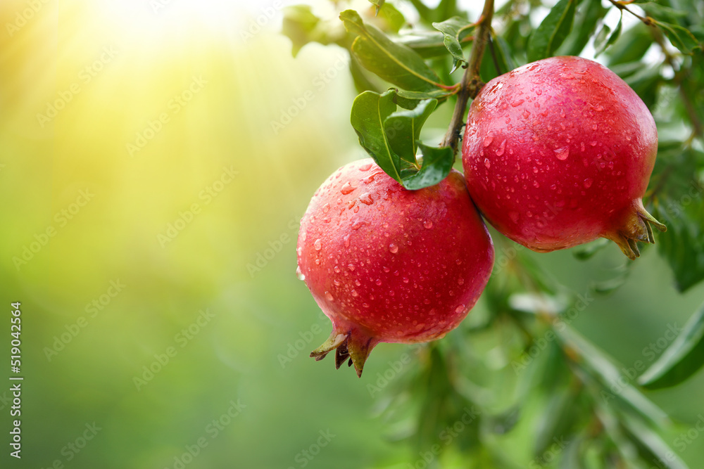 Pomegranate fruits with water droplets hanging on tree.