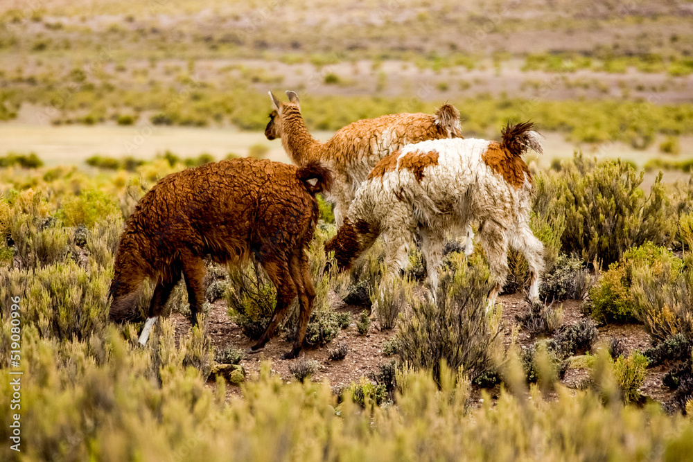 Wild amimals. Lamas alpacas in the field of Bolivia. Wildlife of Altiplano, South America