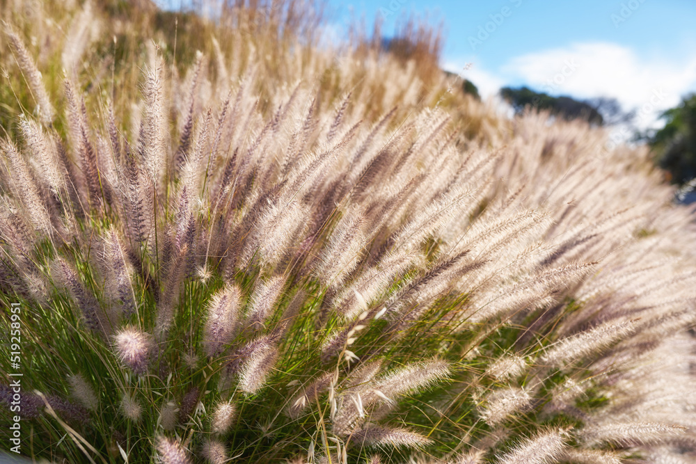 Closeup of crimson fountain grass in a field on a sunny morning. Lush green buffelgrass and flora gr