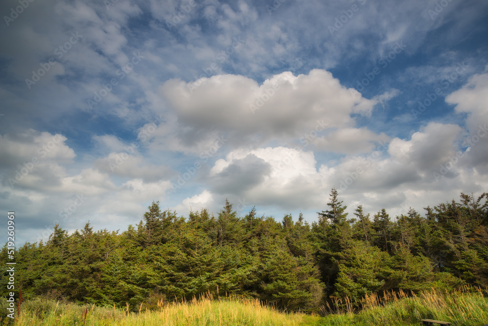 Landscape a pine tree forest with cloudy blue sky background. Natural green environment of wild tree