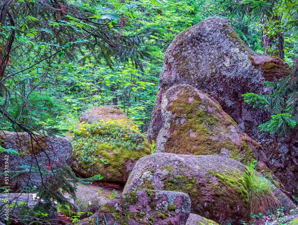 Moss-covered boulders in a dense coniferous forest.