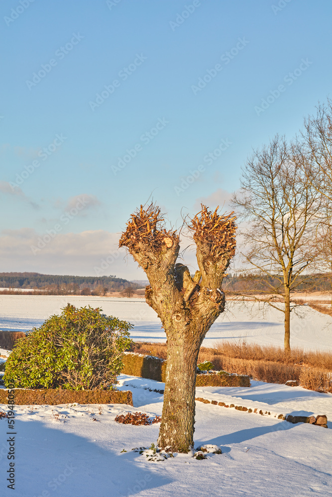 White snow covering garden on a winter day, with trimmed hedges and frosted tree branches against a 