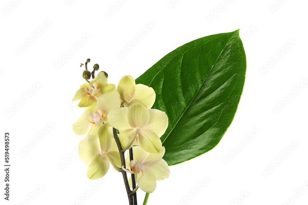 Fresh tropical leaf on white background