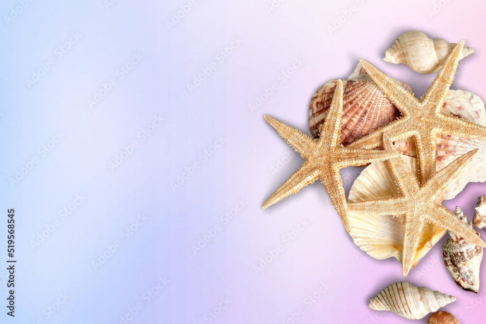 Beautiful sea shells on rainbow cloud sky background. Abstract heavenly beautiful summer shell natur