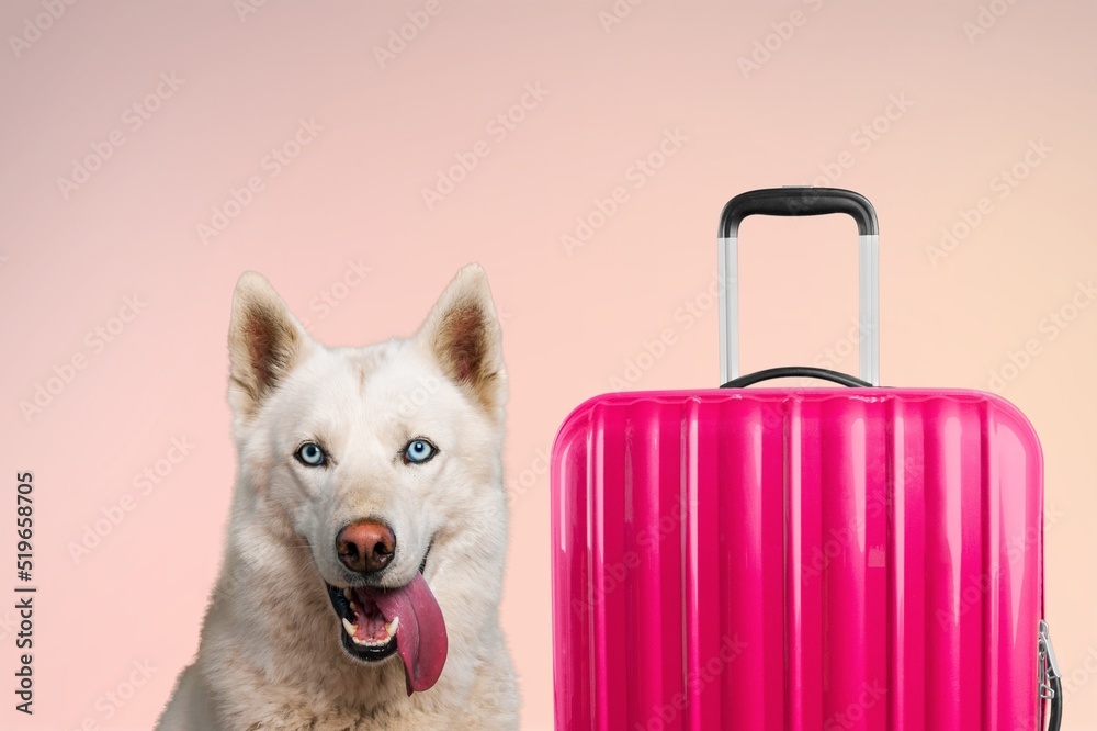 Lovable, pretty puppy and suitcase. Travel preparation and planning. Concept of recreation, travel a