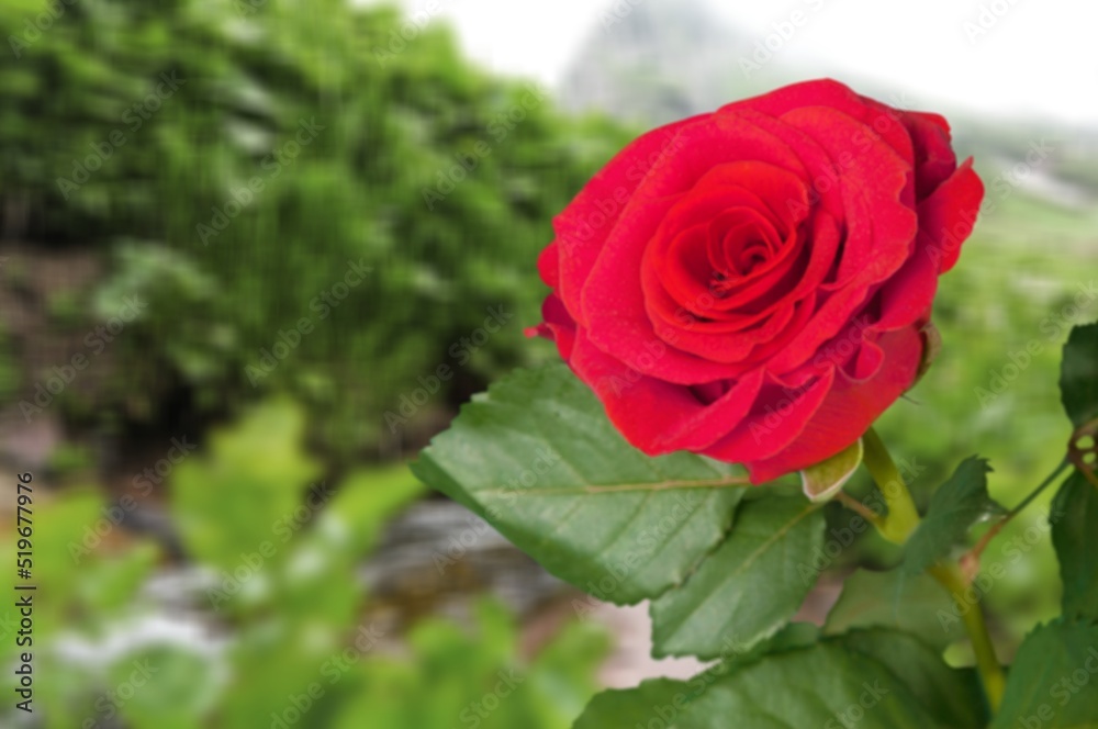 Fresh beautiful flower at outdoor background