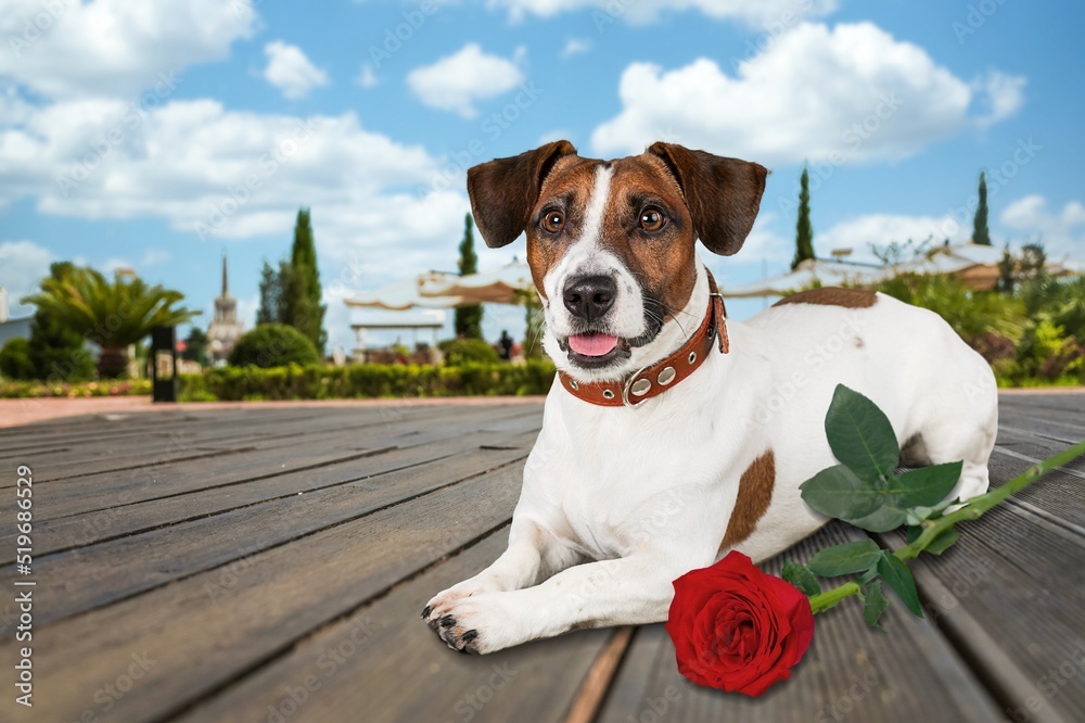 Small cute puppy dog lying near the bouquet. Bright spring postcard