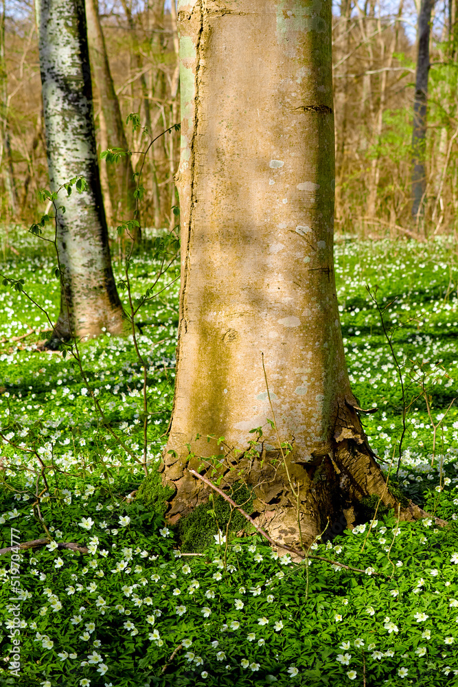 Beautiful, large tree closeup in a natural forest landscape in spring with trees in the background. 