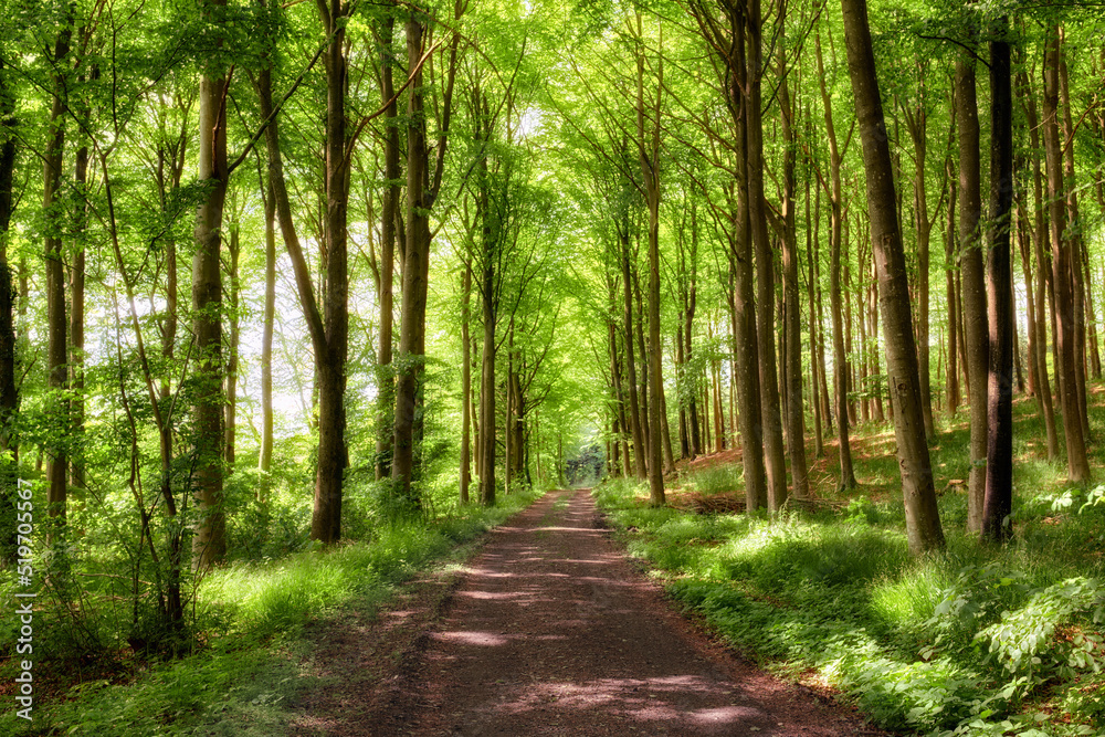 森林中的古老土路，外面生长着郁郁葱葱、神奇而绿色的荒野，树木生机勃勃。P