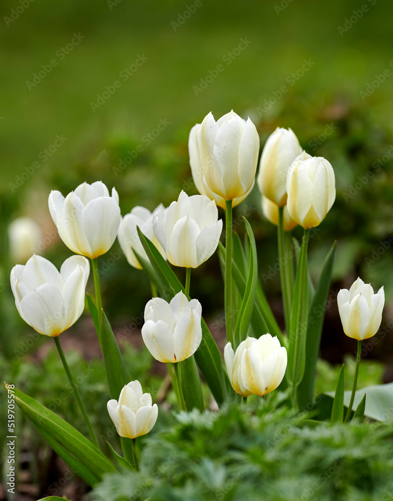 Closeup of white spring tulip flowers blooming against green bokeh copy space background. Vibrant te