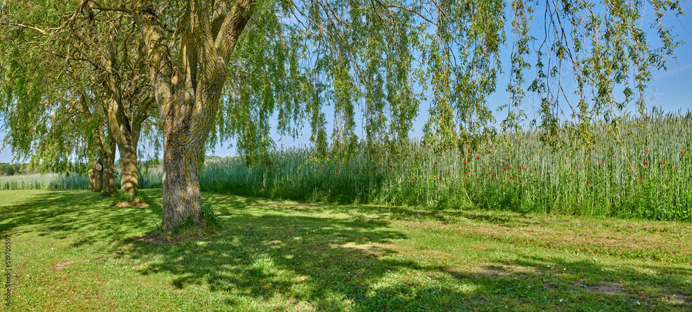 美丽的自然公园景观，田野，大树和高大的植物。户外自然景观vi