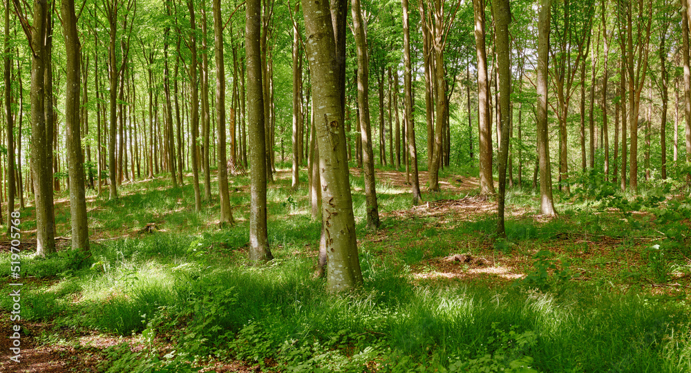 Big, beautiful and green forest with large trees in a natural landscape on a spring day. Outdoor vie