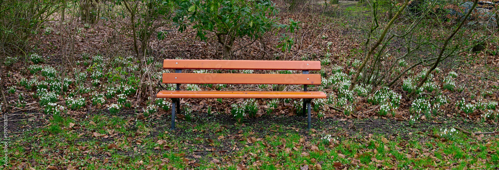 Park background of wooden bench with trees and snowdrop flowers growing in a field with green grass.