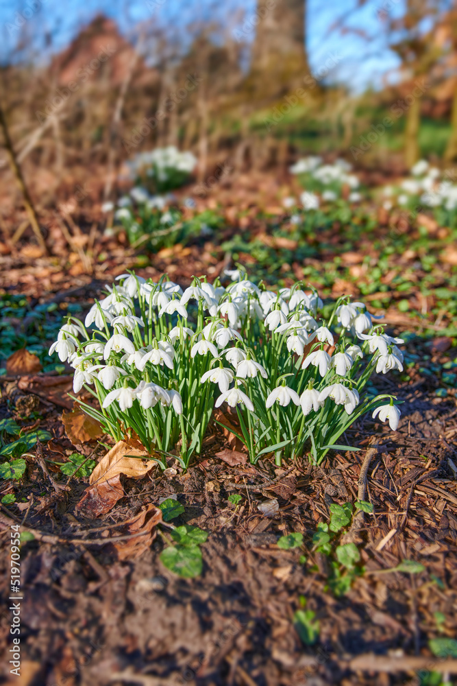 Pretty, white and natural spring flowers blooming in forest or remote nature enviroment. Closeup vie