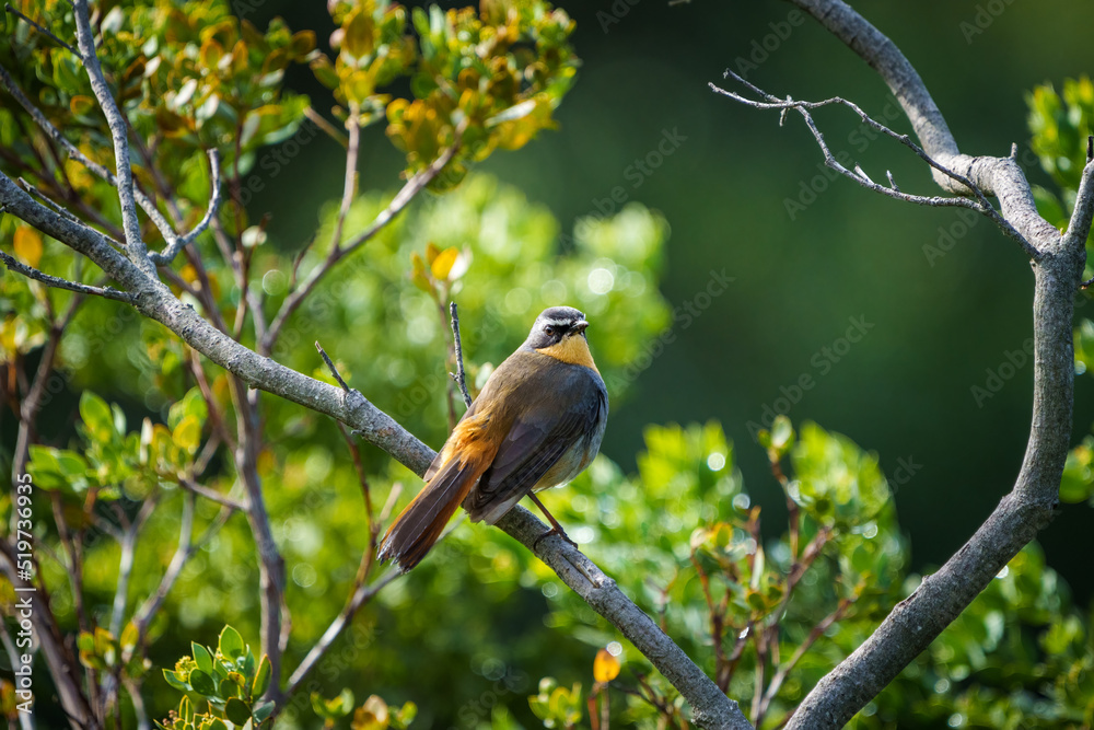 Cape robin chat（Cossypha caffra）。开普敦。西开普省。南非