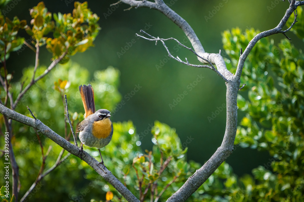 Cape robin chat（Cossypha caffra）。开普敦。西开普省。南非