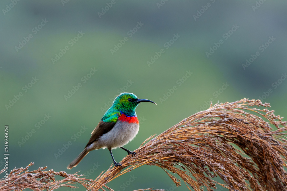 Southern double-collared sunbird or lesser double-collared sunbird (Cinnyris chalybeus). Cape Town, 