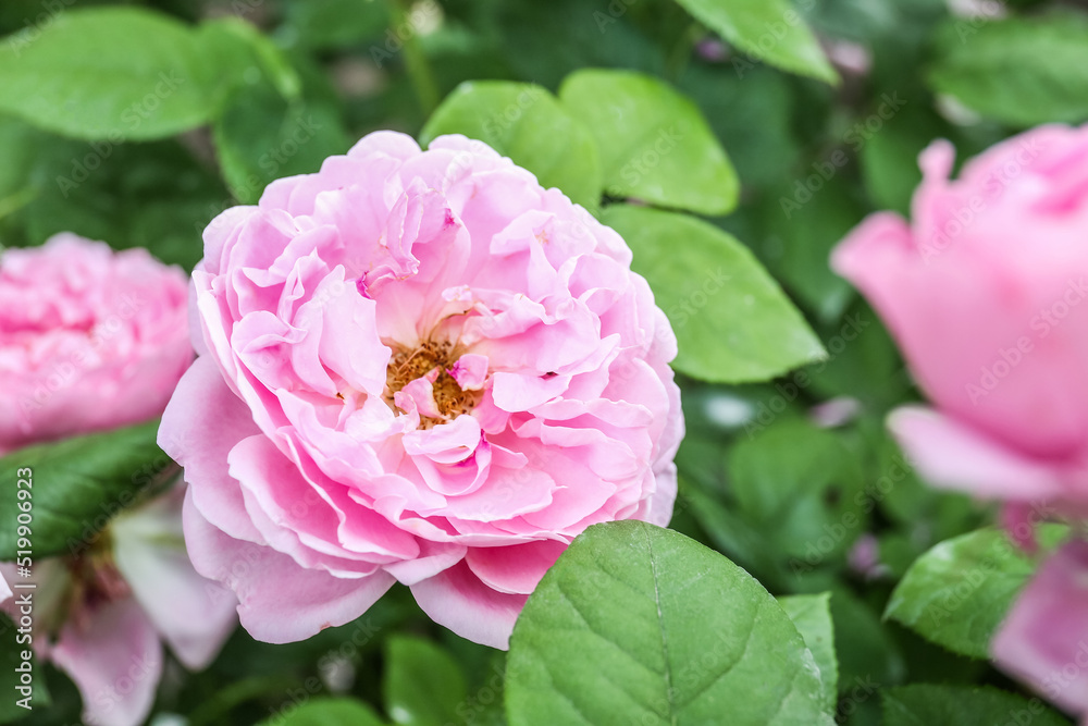 花园里美丽的粉红色玫瑰花，特写