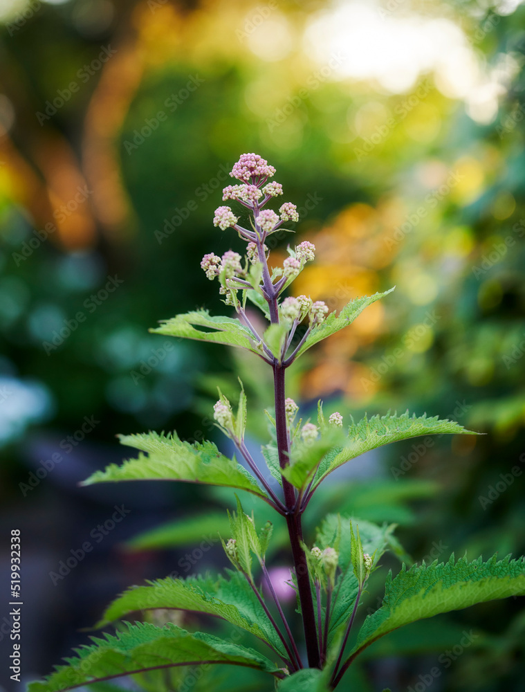 我的花园。森林中一株美丽的绿色和紫色植物的近景，背景是一只博基犬