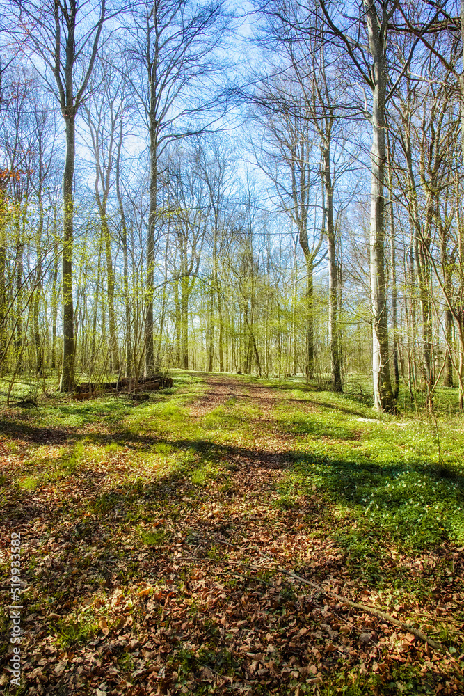 Fresh, pretty and colorful nature with tall trees in a green forest on a sunny day. Beautiful, relax