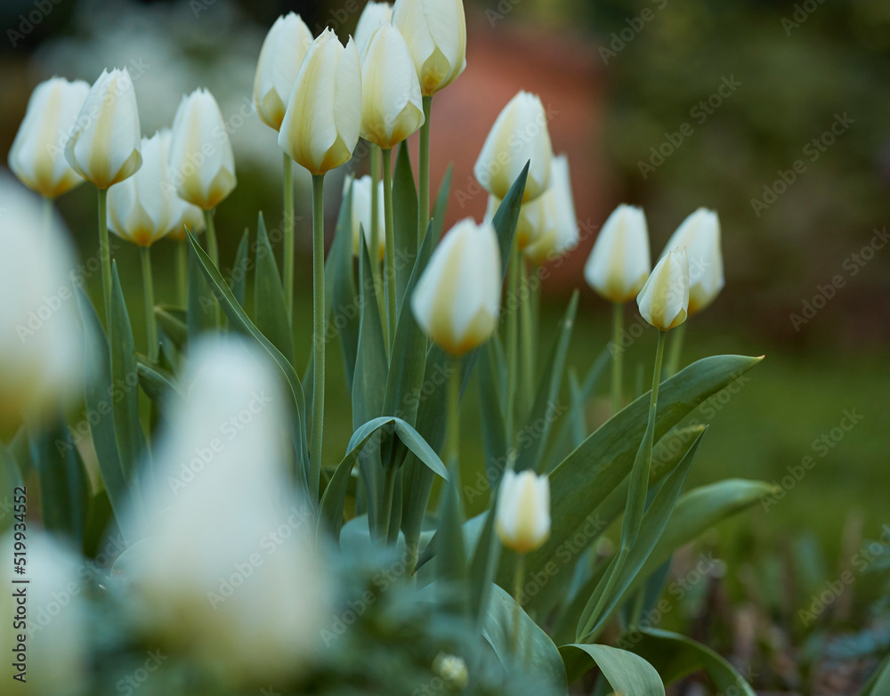 Beautiful Tulips growing in a landscaped garden outdoors in a backyard on a spring morning.Closeup d