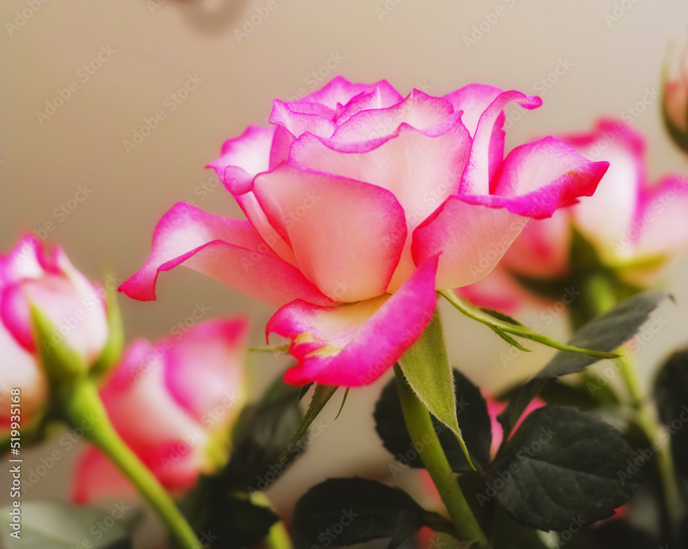 Beautiful, bright pink Tea or Miniature rose flower growing and blossoming in a vase or home garden.