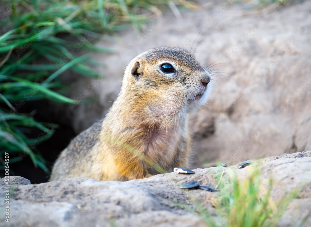 草坪上的Gopher正在从洞里偷看。特写