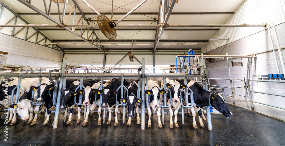 Hangar milk production. Countryside dairy farming barn.