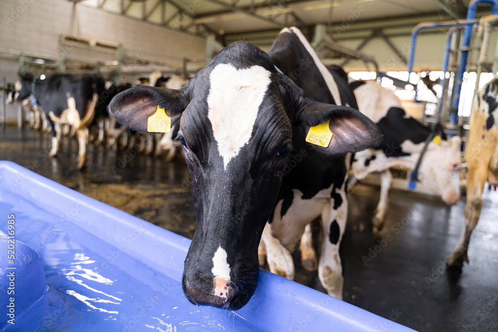 Summer dairy landscapes. Cows agricultural countryside milk farming.