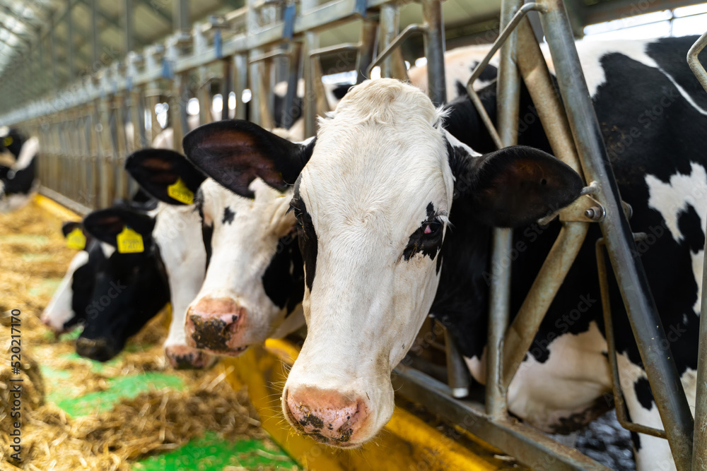 Close up view of diary cow for farming cow. Young animal grazing countryside.