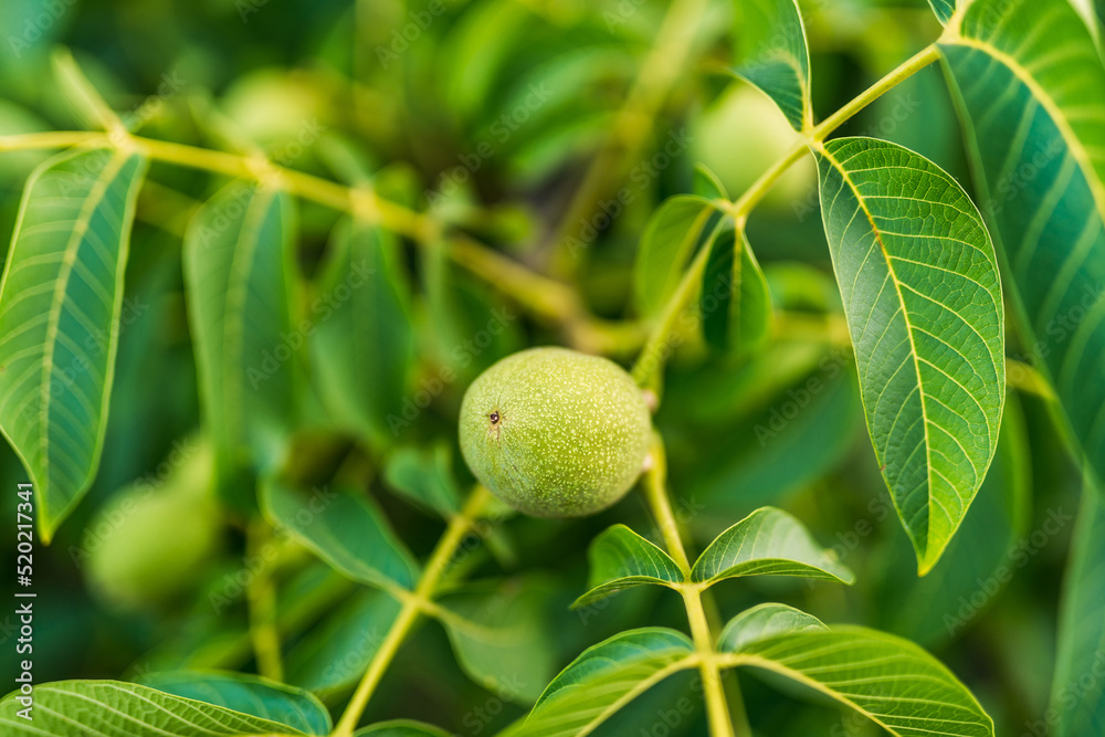 天然健康植物。户外带叶子的有机花园新鲜水果。