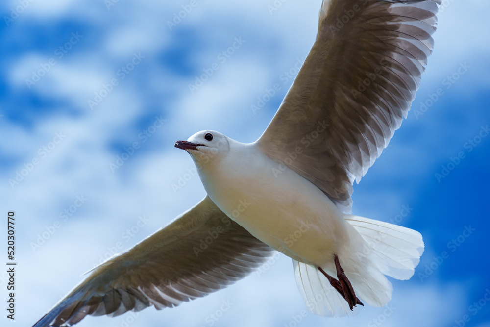 飞行中的Hartlaubs海鸥或帝王鸥（Chroicocephalus hartlaubii）。Kleinmond，鲸鱼海岸，Overber