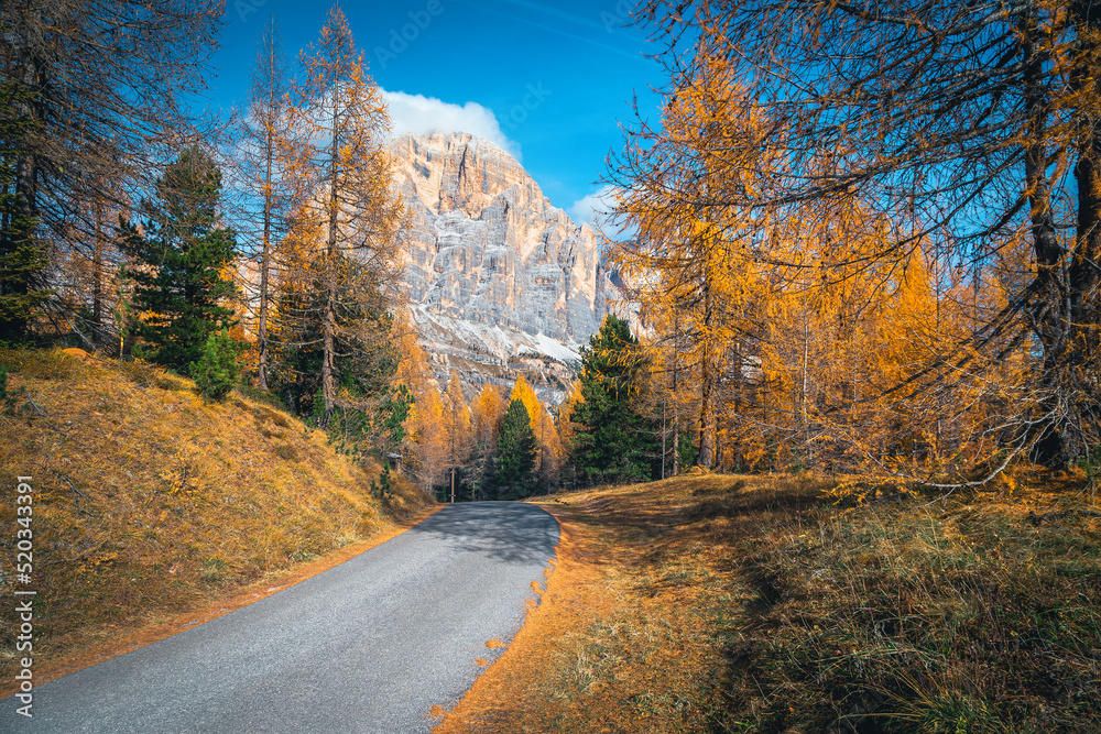 Stunning colorful autumn larch forest in the Dolomites, Italy