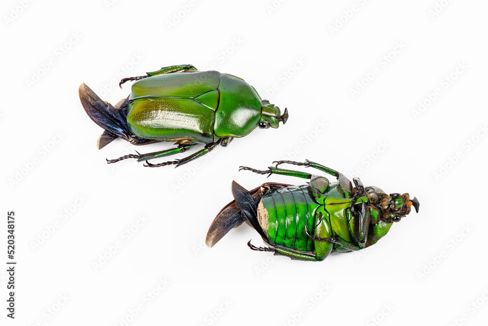 green cockchafer isolated